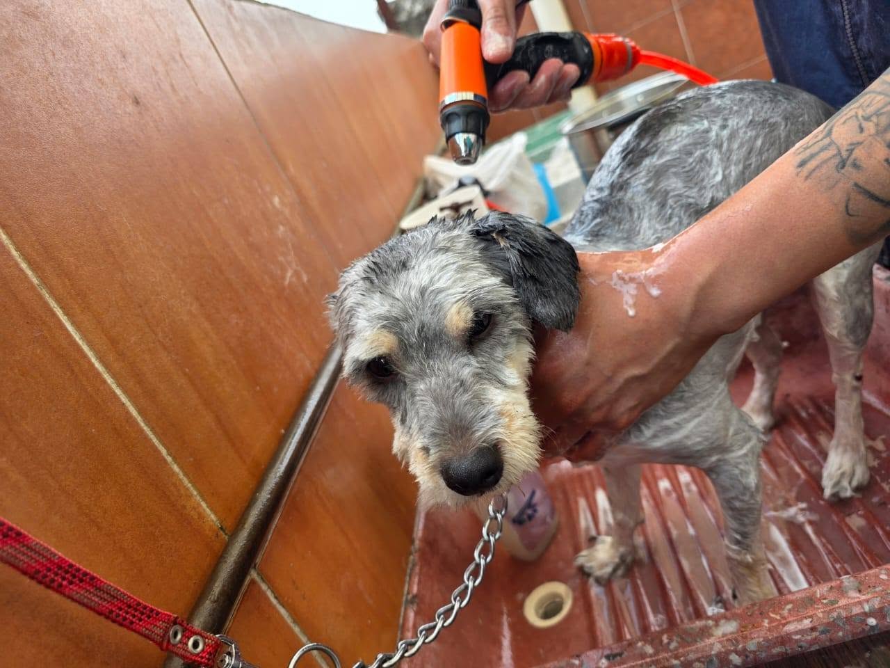 Perro disfrutando de baño relajante en tina móvil DePet Mode