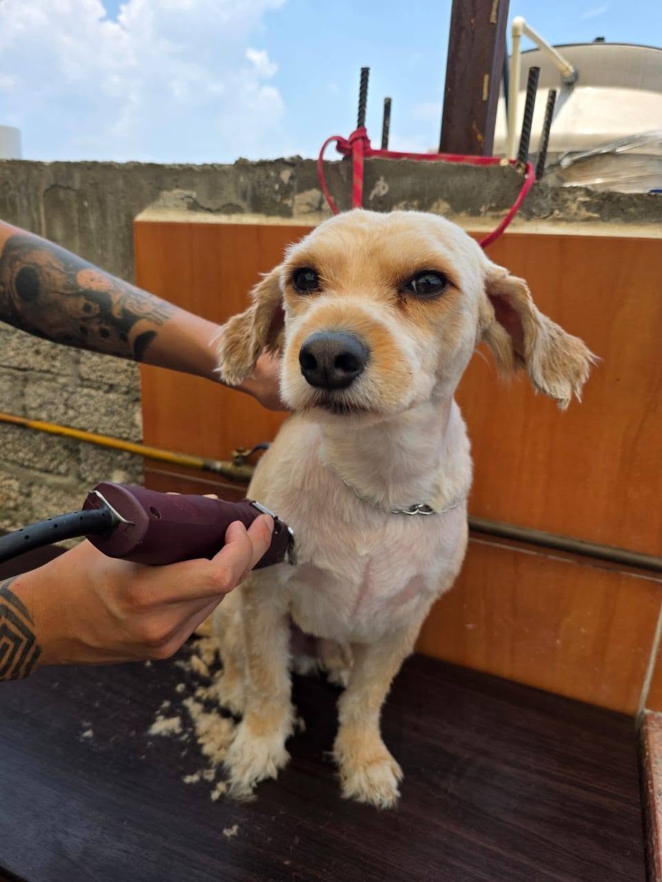Corte y estilismo canino profesional en DePet Mode